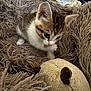 kitten, cat, paw, licking, plush_toy, blanket, furry, cozy, indoor, cute, young, small, striped, tabby, white, fur, resting, soft, pet, animal