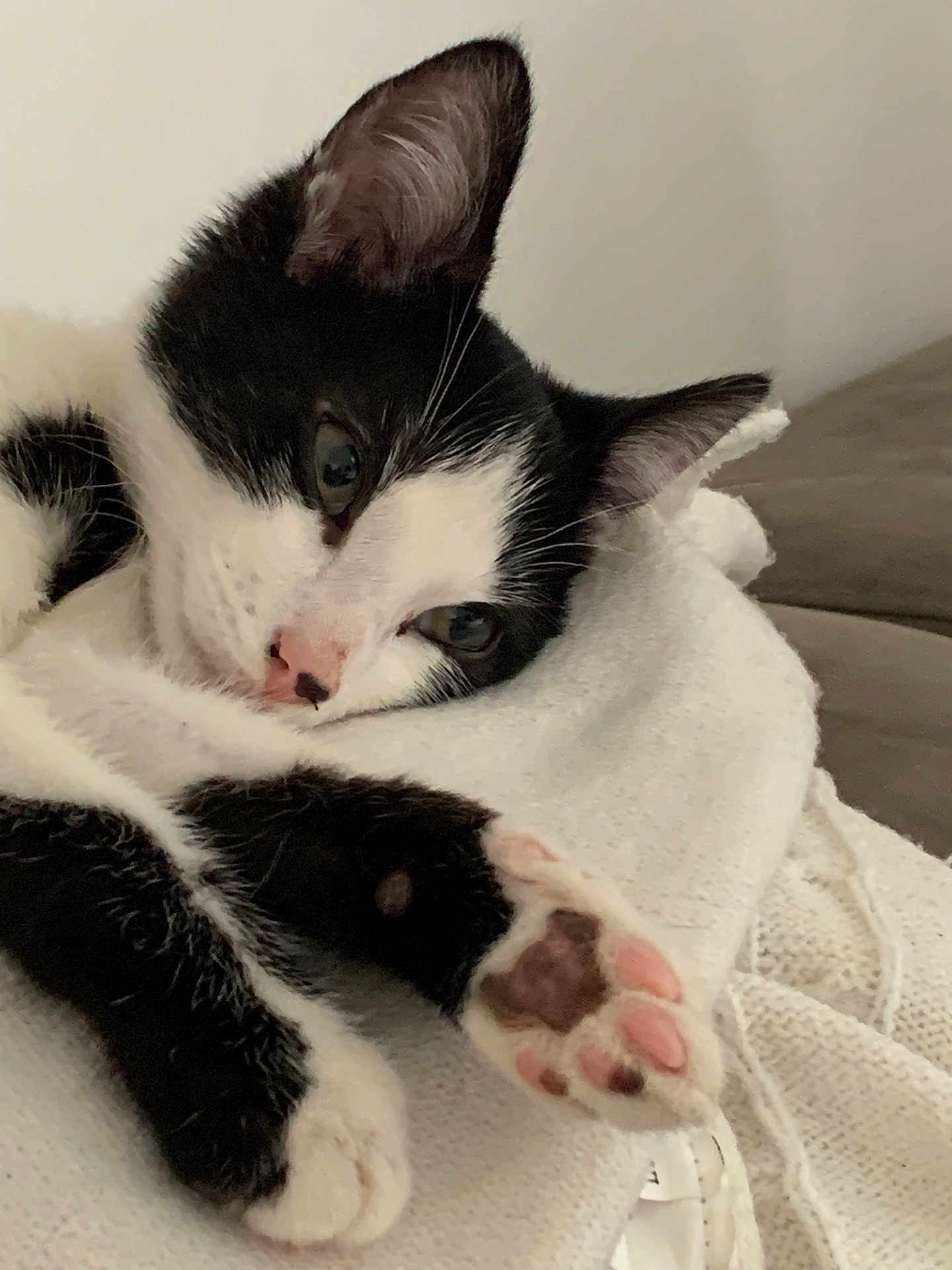 Pépito a rejoint le concours — aidez-le/la à gagner de superbes lots ! animal, black_and_white, blanket, cat, close_up, cozy, cute, domestic, ears, feline, fur, indoor, paw, pet, pink_paw_pads, relaxation, resting, sleepy, soft_texture, whiskers