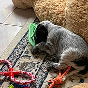 Sam participe au concours pour gagner de l'argent avec cette photo : animal, black_and_white, carpet, chewing, colorful, cute, dog, floor, fur, home, indoor, patterned_rug, pet, playful, plush_bed, puppy, resting, rope_toy, toy, young_dog