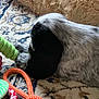 Sam participe au concours pour gagner de l'argent avec cette photo : animal, black_and_white, companion, cozy, cute, dog, fur, green_rope, home, indoor, lying_down, orange_rope, patterned_rug, pet, playful, relaxed, resting, rope_toy, rug, soft_texture