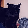 Bouillon participe au concours pour gagner de l'argent avec cette photo : animal, black_cat, blue_sock, cat, close_up, cozy, feline, indoor, knitted_sock, patterned_quilt, paw, pet, quilt, resting, sleeping, soft_texture, wall, whiskers, white_sock, wooden_frame