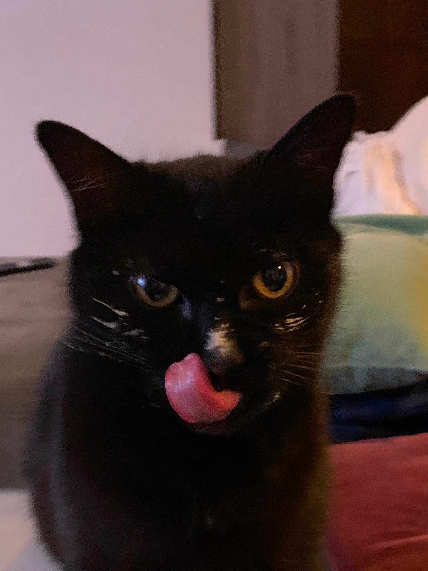 Bouillon a rejoint le concours — aidez-le/la à gagner de superbes lots ! animal, black_cat, blurred_background, cat, close_up, cozy, cute, domestic, eyes, feline, fur, household, indoor, licking, mammal, pet, playful, portrait, tongue, whiskers