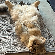 Vaïné a rejoint le concours — aidez-le/la à gagner de superbes lots ! animal, cat, couch, cozy, cute, domestic, face, fluffy, fur, furry, indoor, light, lying_down, paws, pet, quilted_blanket, relaxed, resting, tail, whiskers