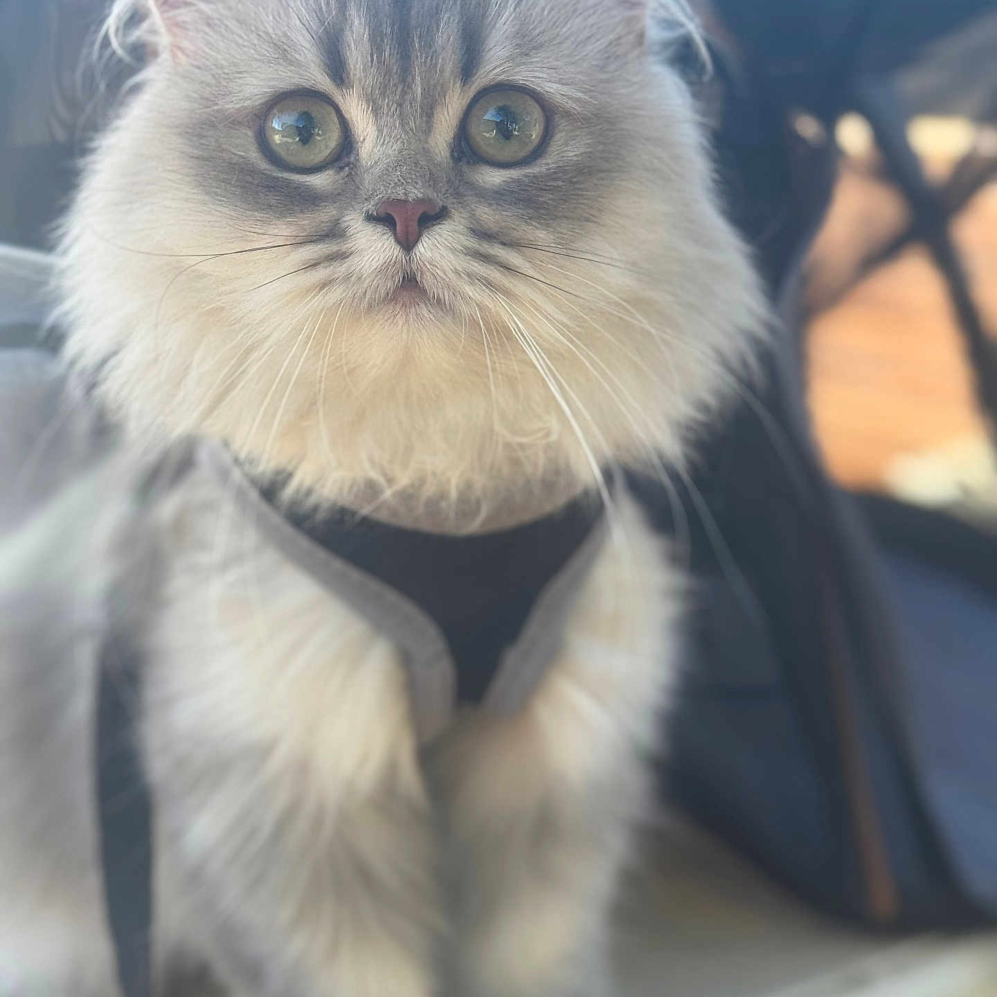 Vaïné participe au concours pour gagner de l'argent avec cette photo : animal, cat, closeup, curious, cute, domestic, feline, fluffy, focused, fur, harness, indoor, pet, portrait, silvery_coat, sitting, soft_light, whiskers, wide_eyes, young_cat