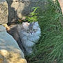 cat, fluffy, gray, white, grass, outdoor, nature, stone, sunlight, curious, animal, pet, feline, green, leaves, shadow, eyes, face, ground, quiet