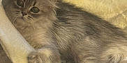 Vaïné participe au concours pour gagner de l'argent avec cette photo : animal, cat, closeup, cozy, curious, cute, feline, fluffy, fur, gray_cat, hammock, indoor, looking, mammal, paw, pet, relaxed, resting, soft_fabric, whiskers