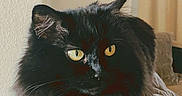 Bailey joined the competition — help win amazing prizes! animal, black_cat, cat, couch, cozy, domestic_cat, feline, fluffy_fur, fur, home, indoor, living_room, pet, portrait, relaxed, resting, sitting, soft_light, window_curtains, yellow_eyes