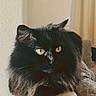 cat, black_cat, yellow_eyes, fluffy_fur, couch, indoor, pet, feline, relaxed, resting, home, cozy, fur, animal, portrait, window_curtains, living_room, soft_light, domestic_cat, sitting