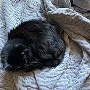 Bailey is registered to the contest to win money with this photo: animal, black_cat, blanket, cat, comfort, cozy, curled_up, domestic_cat, fur, furry, home, indoor, pet, quiet, relaxed, resting, sleepy, soft, texture, warm