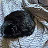 cat, black_cat, furry, curled_up, blanket, cozy, indoor, pet, sleepy, fur, resting, animal, domestic_cat, soft, texture, relaxed, quiet, warm, comfort, home