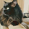 Bailey is registered to the contest to win money with this photo: armrest, black_cat, cat, couch, cozy, curtains, domestic_animal, feline, fluffy, furniture, green_eyes, home, indoor, living_room, natural_light, pet, relaxed, resting, side_view, window