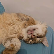 Lucky a rejoint le concours — aidez-le/la à gagner de superbes lots ! cat, sleeping, tongue_out, fluffy, pet, animal, cute, relaxed, resting, feline, paw, indoor, closeup, face, whiskers, soft, cozy, tabby, napping, adorable