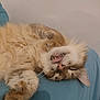 cat, sleeping, tongue_out, fluffy, pet, animal, cute, relaxed, resting, feline, paw, indoor, closeup, face, whiskers, soft, cozy, tabby, napping, adorable