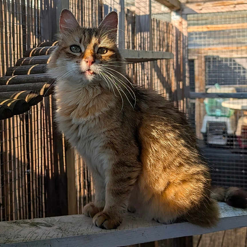 Lucky a rejoint le concours — aidez-le/la à gagner de superbes lots ! animal, cage, cat, cute, daylight, domestic_cat, ears, enclosure, fence, fur, nature, outdoor, pet, portrait, shadow, sitting, sunlight, tabby_cat, whiskers, wooden_beam