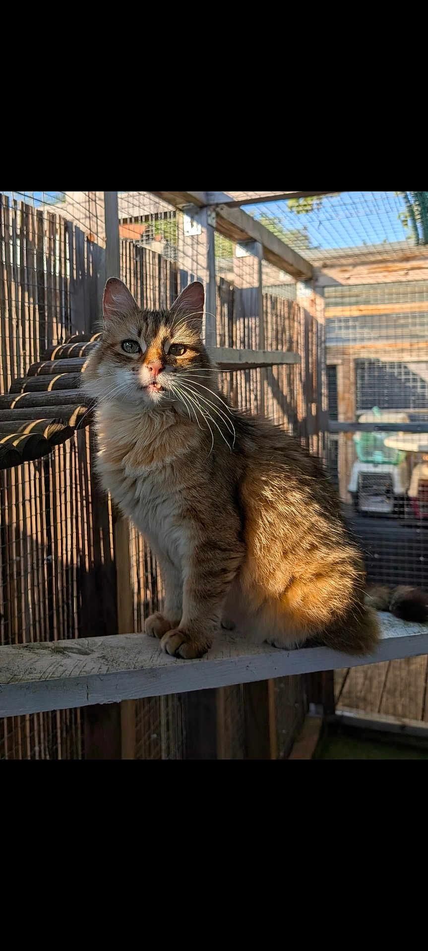 Lucky a rejoint le concours — aidez-le/la à gagner de superbes lots ! cat, tabby_cat, fur, whiskers, wooden_beam, enclosure, sunlight, shadow, outdoor, pet, animal, fence, cage, ears, sitting, portrait, daylight, nature, cute, domestic_cat