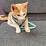 Foxy joined the competition — help win amazing prizes! kitten, cat, orange_cat, white_cat, pet, harness, leash, chair, gray_fabric, indoor, curious, animal, young_cat, feline, sitting, floor, wood_floor, domestic_animal, cute, small