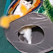 Foxy joined the competition — help win amazing prizes! cat, pet, animal, cubed_furniture, toy, fluffy, white_cat, indoor, colorful_background, leaf_pattern, fabric, cozy, relaxing, feline, playful, soft, home, cubical_cat_bed, blurred, floor