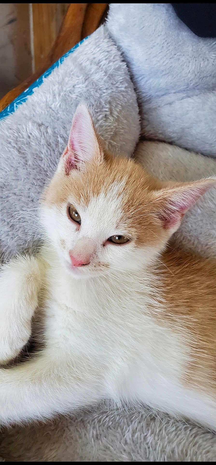 Foxy joined the competition — help win amazing prizes! kitten, cat, orange_and_white, fur, pet, cute, sleepy, cozy, blanket, soft, indoor, young, animal, whiskers, paw, ears, relaxed, feline, closeup, resting