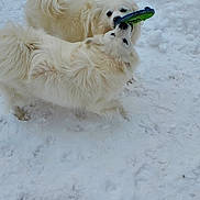 Missy is registered to the contest to win money with this photo: dog, dogs, white_dog, snow, snowy_ground, play, toy, tug_of_war, outdoor, winter, fluffy, fur, canine, pet, animal, cold, fun, nature, two_dogs, playful