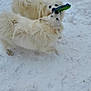 dog, dogs, white_dog, snow, snowy_ground, play, toy, tug_of_war, outdoor, winter, fluffy, fur, canine, pet, animal, cold, fun, nature, two_dogs, playful