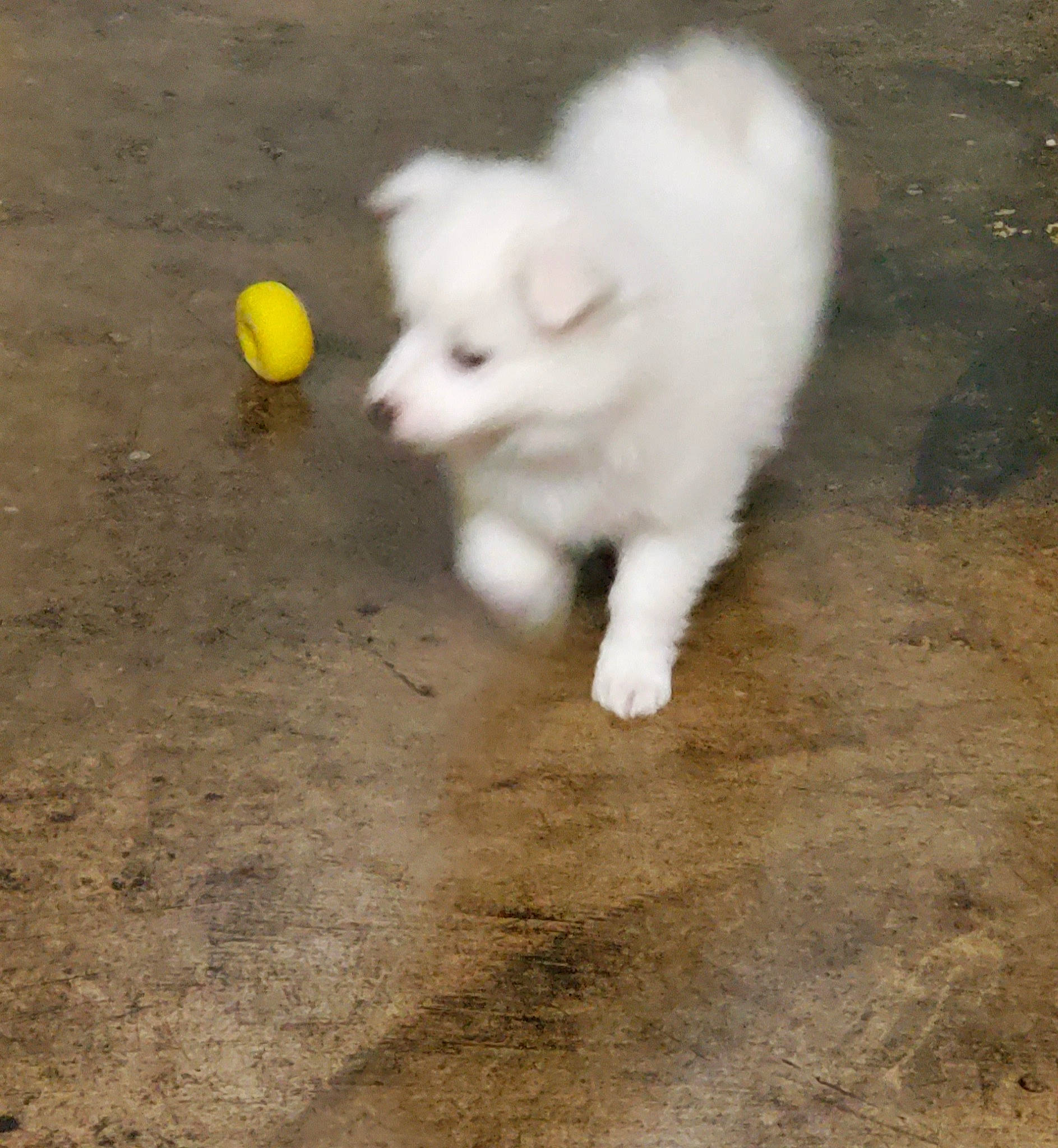 Chloe Hemp joined the competition — help win amazing prizes! american_eskimo_dog, ball, canidae, carnivore, companion_dog, dog, dog_breed, fur, german_spitz, german_spitz_mittel, grass, indian_spitz, japanese_spitz, paw, soil, spitz, sporting_group, tennis_ball, tennis_equipment, volpino_italiano