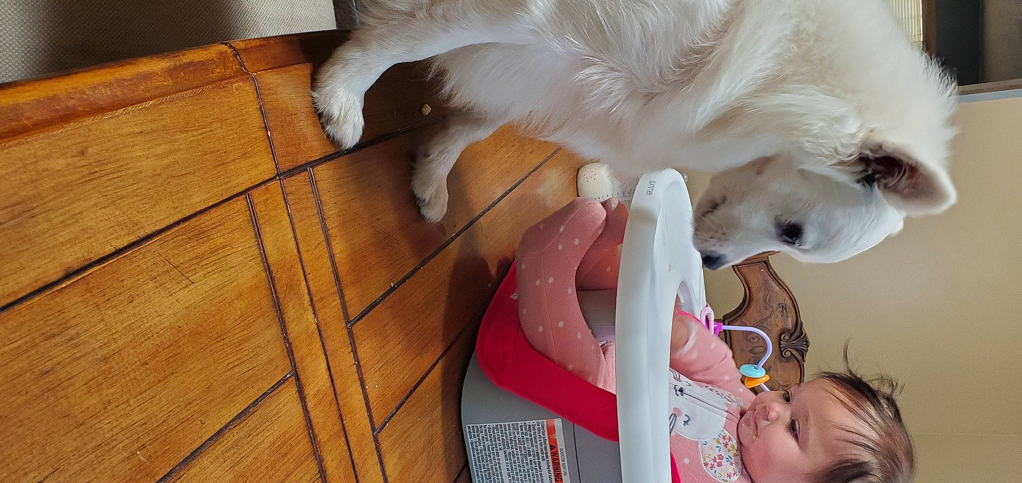 Chloe Hemp joined the competition — help win amazing prizes! baby, canidae, carnivore, comfort, companion_dog, dog, dog_breed, fawn, felidae, flooring, fur, hardwood, plank, small_to_medium_sized_cats, sporting_group, tail, toddler, varnish, whiskers, wood