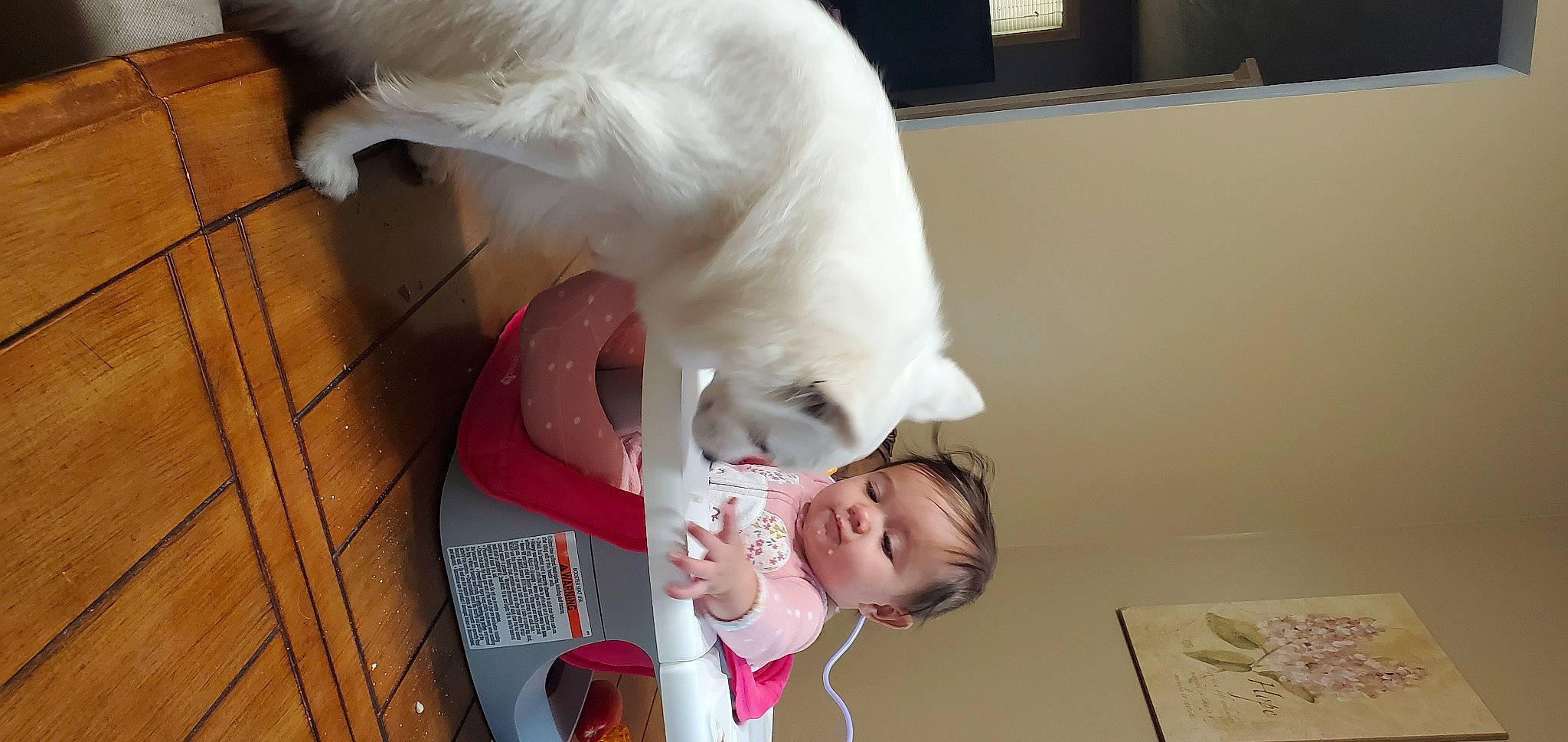 Chloe Hemp is registered to the contest to win money with this photo: baby, carnivore, cat, comfort, companion_dog, dog_breed, ear, facial_expression, fawn, felidae, flooring, fur, happy, hardwood, mammal, paw, small_to_medium_sized_cats, tail, toddler, whiskers