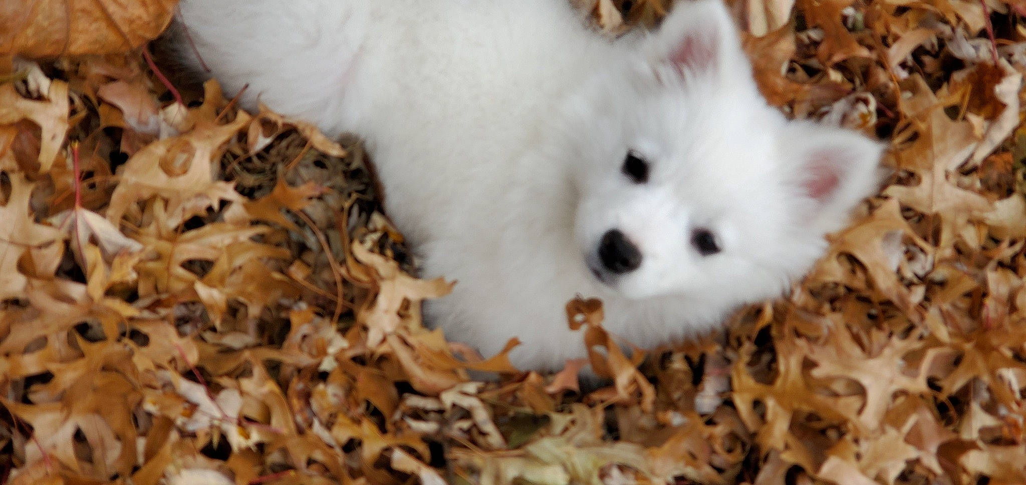 Chloe Hemp is registered to the contest to win money with this photo: canidae, carnivore, comfort_food, companion_dog, dog, dog_breed, fawn, fur, grass, non_sporting_group, plant, recipe, snout, spitz, sporting_group, terrestrial_animal, toy_dog, whiskers, winter, wood