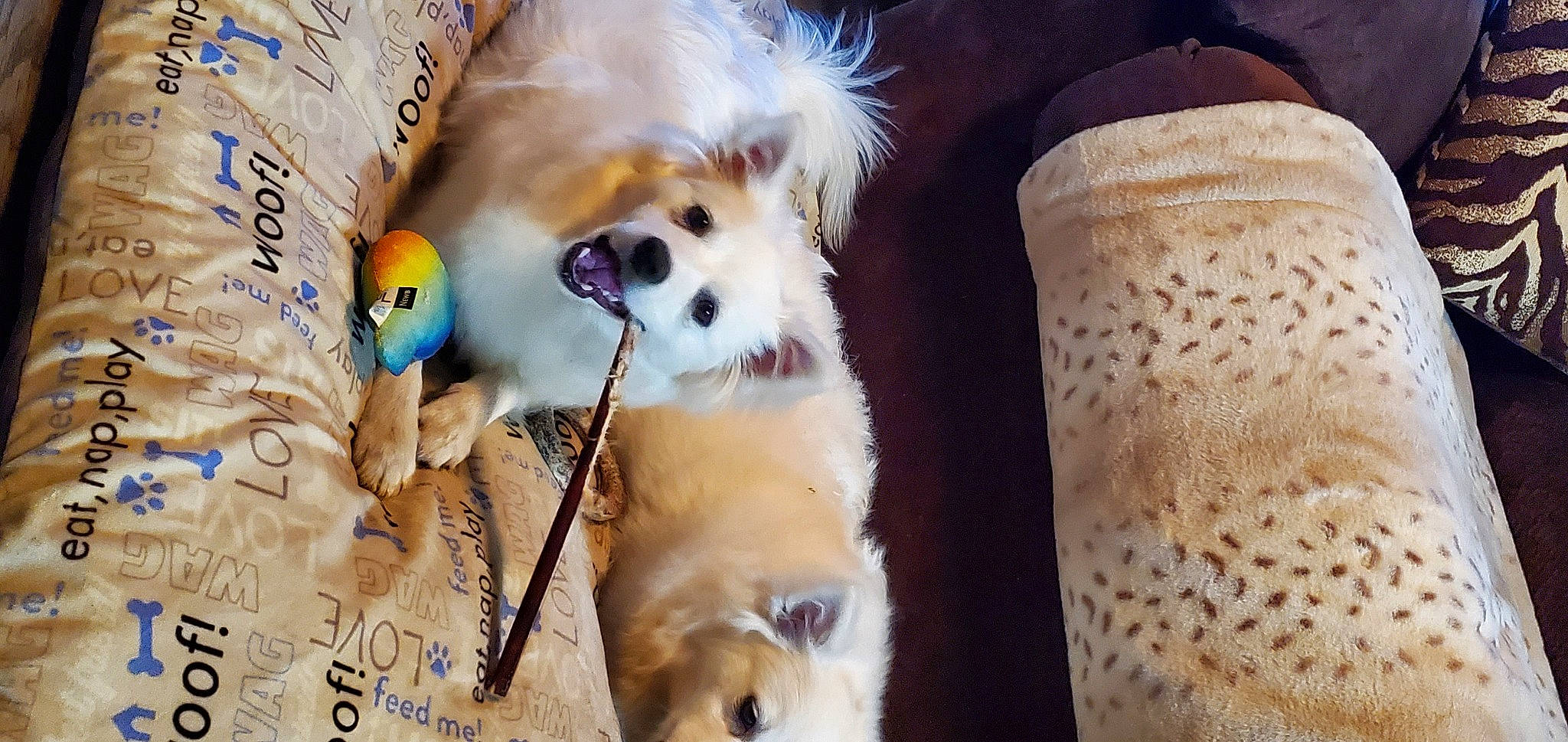 Chloe Hemp joined the competition — help win amazing prizes! canidae, carnivore, companion_dog, dog, dog_breed, dog_supply, fashion_accessory, fawn, fur, happy, mammal, pet_supply, photo_caption, smile, snout, sporting_group, toy, toy_dog, vertebrate, whiskers