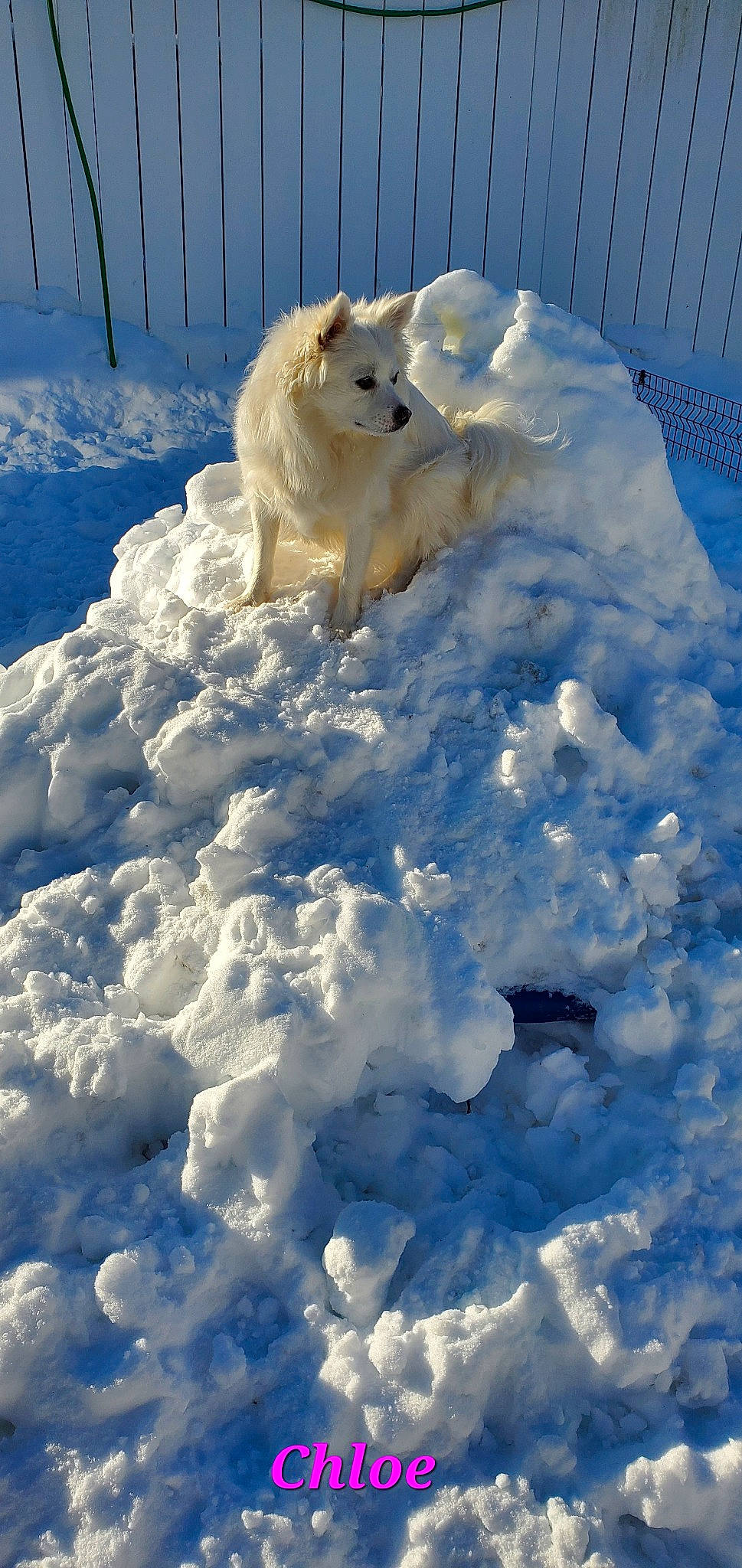 Chloe Hemp is registered to the contest to win money with this photo: arctic, arctic_ocean, carnivore, dog_breed, electric_blue, fence, freezing, fur, glacial_landform, ice_cap, light, polar_bear, polar_ice_cap, sky, snout, snow, terrestrial_animal, white, wildlife, winter
