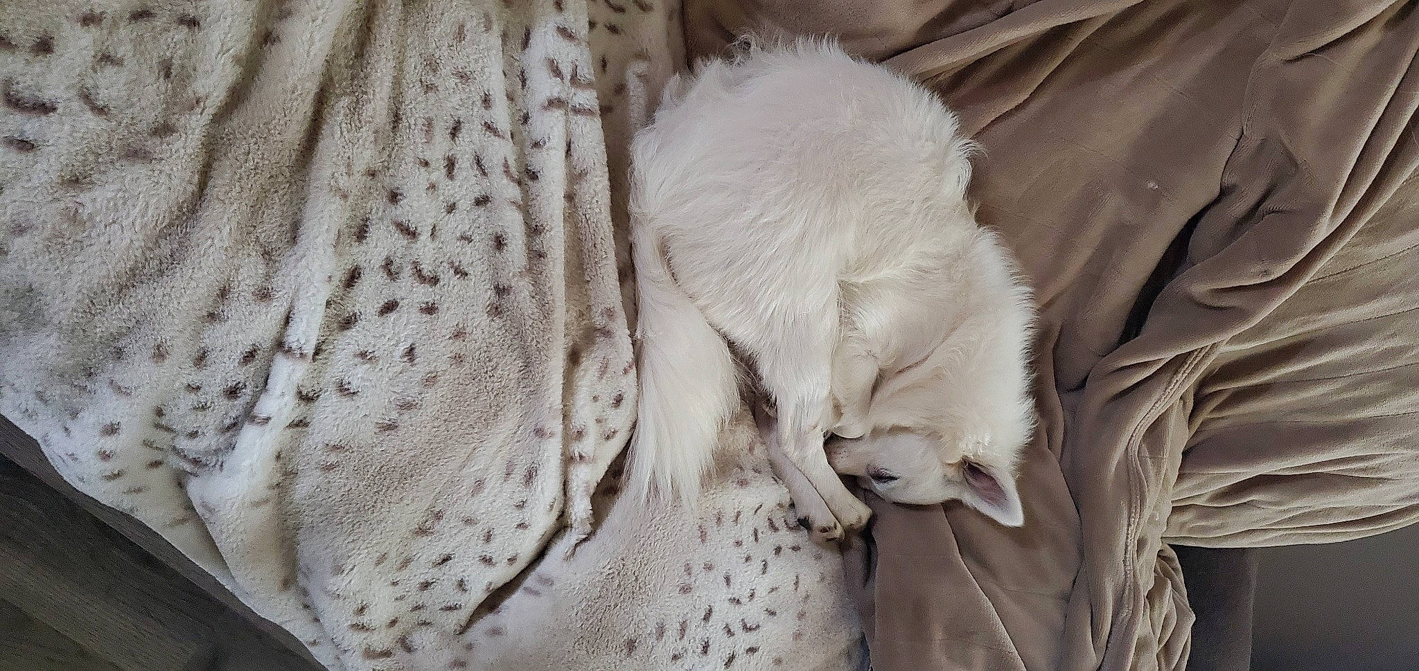 Chloe Hemp is registered to the contest to win money with this photo: beak, bird, carnivore, claw, comfort, feather, felidae, fur, grey, linens, monochrome, monochrome_photography, parrot, pattern, small_to_medium_sized_cats, tail, terrestrial_animal, whiskers, wildlife, wing