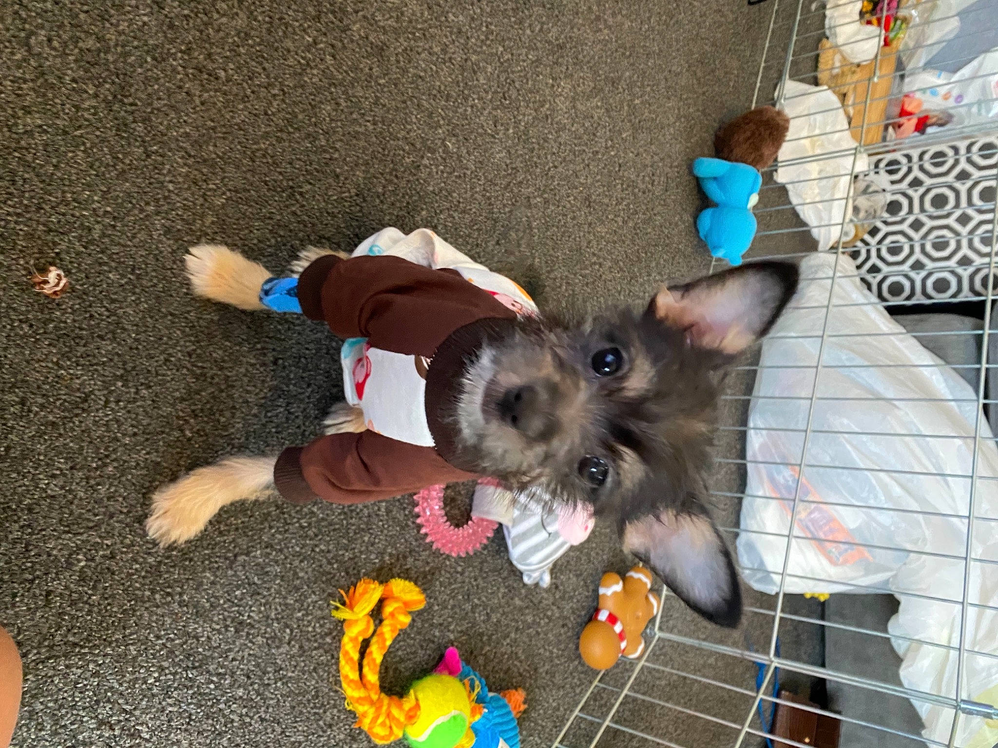 Lexi joined the competition — help win amazing prizes! canidae, carnivore, dog, dog_breed, dog_clothes, dog_supply, dog_toy, guitar_accessory, kitchen_utensil, pet_supply, puppy, small_terrier, snout, sporting_group, stuffed_toy, terrier, toy, toy_dog, working_animal