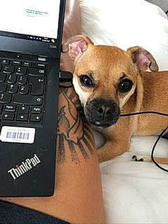 Fifi joined the competition — help win amazing prizes! canidae, carnivore, chihuahua, companion_dog, dog, dog_breed, ear, fawn, laptop, mammal, non_sporting_group, paw, puppy, snout, technology, toy_dog