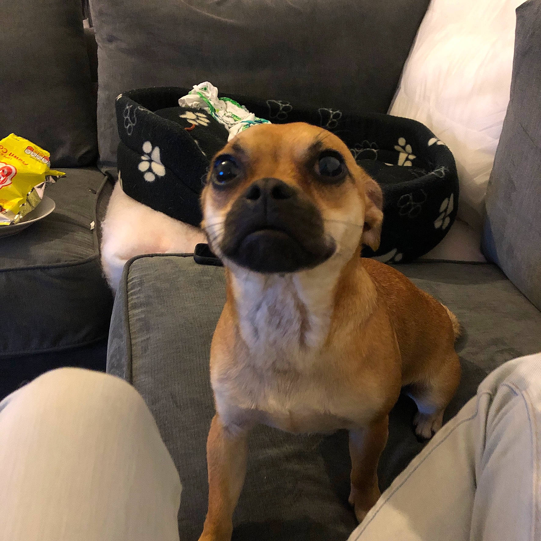 Fifi joined the competition — help win amazing prizes! canidae, carnivore, companion_dog, dog, dog_breed, fawn, mammal, pug, puggle, puppy, puppy_love, snout, vertebrate