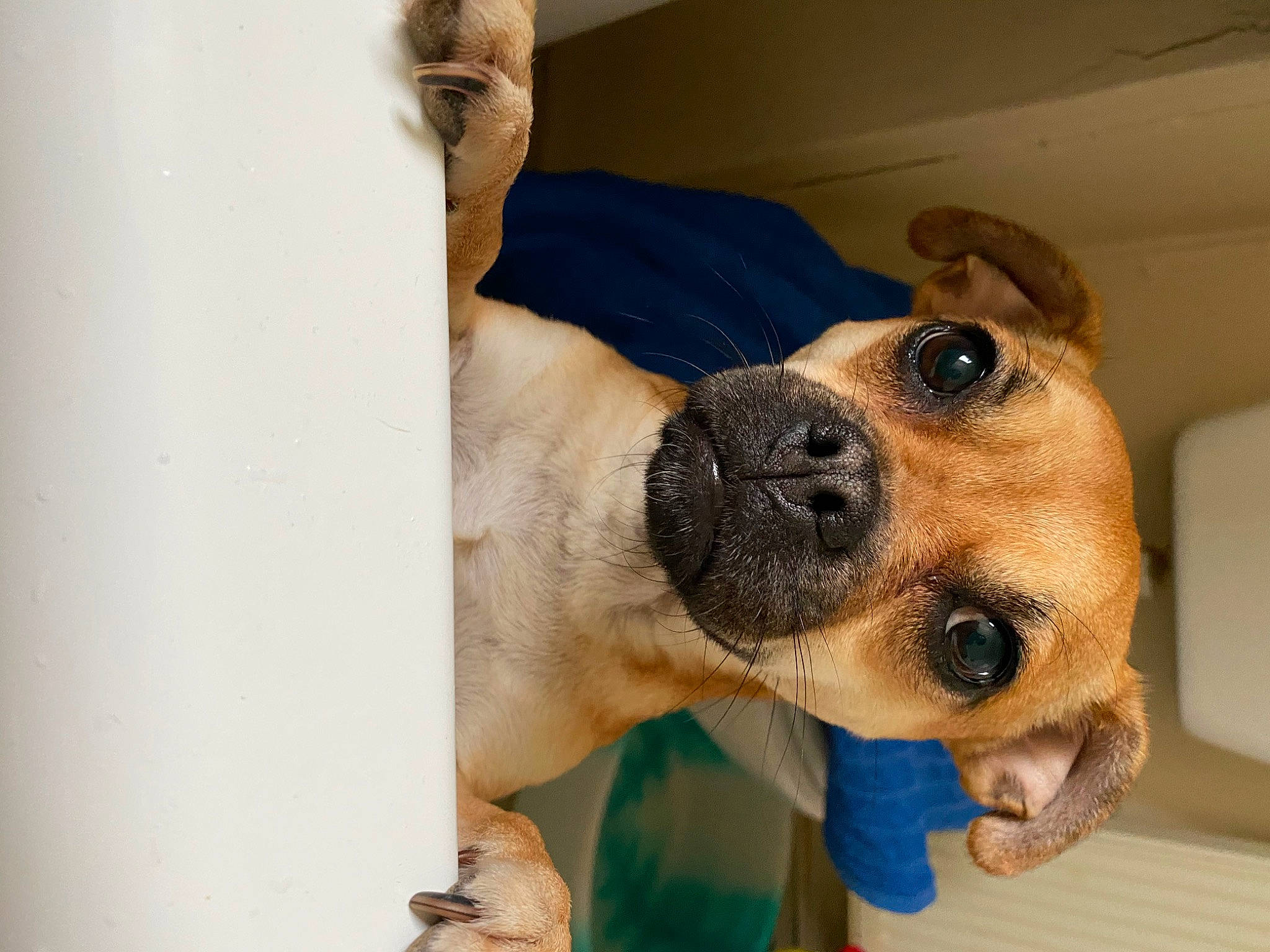 Fifi is registered to the contest to win money with this photo: animal_shelter, black_mouth_cur, boerboel, canidae, carnivore, dog, dog_breed, ear, eye, fawn, head, mammal, nose, puggle, puppy, puppy_love, skin, snout, sporting_group, vertebrate