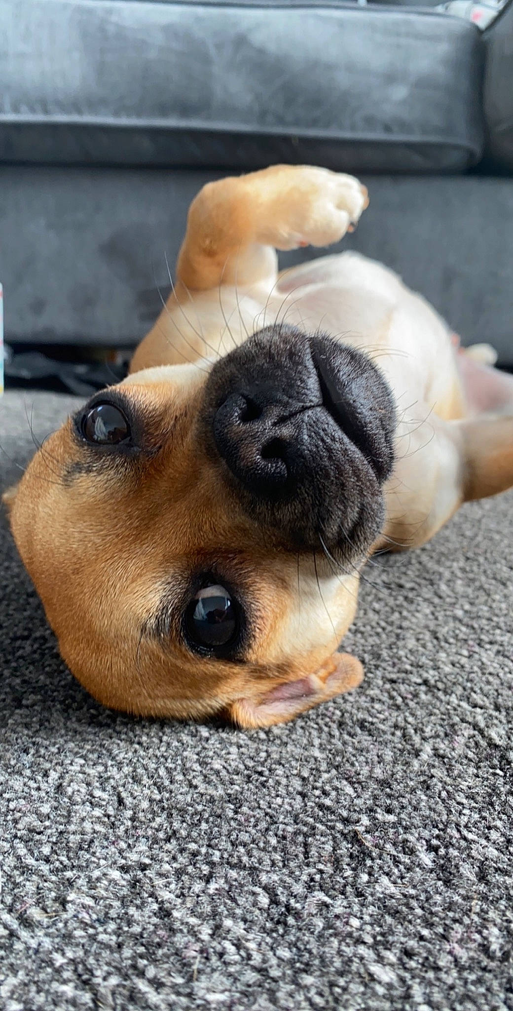 Fifi joined the competition — help win amazing prizes! black_mouth_cur, canidae, carnivore, companion_dog, dog, dog_breed, fawn, mammal, nose, paw, pug, puggle, puppy, puppy_love, snout