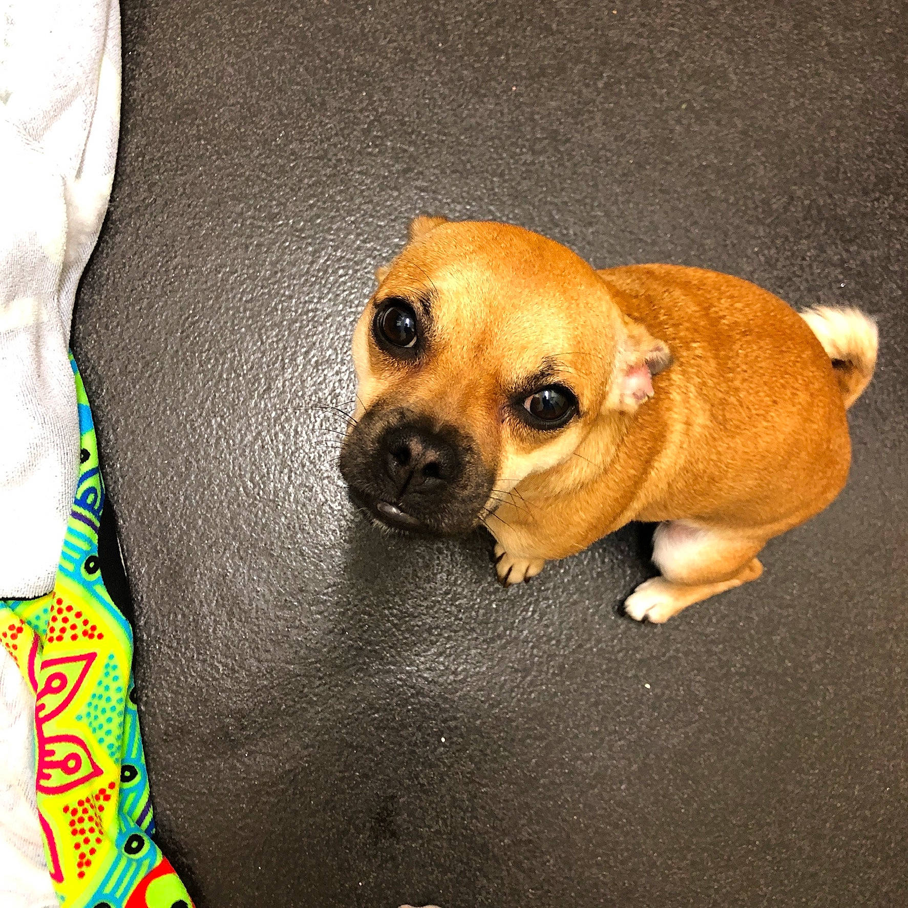 Fifi is registered to the contest to win money with this photo: canidae, carnivore, companion_dog, dog, dog_breed, fawn, mammal, paw, pug, puggle, puppy, puppy_love, rare_breed_dog, snout, sporting_group, toy_dog