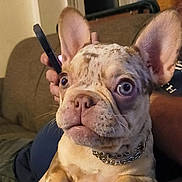 Ginger joined the competition — help win amazing prizes! french_bulldog, dog, pet, close_up, couch, indoor, chain_collar, brown_spots, wide_eyes, paw, person, smartphone, hand, fur, ears, nose, whiskers, relaxed, home, animal