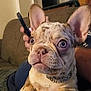 french_bulldog, dog, pet, close_up, couch, indoor, chain_collar, brown_spots, wide_eyes, paw, person, smartphone, hand, fur, ears, nose, whiskers, relaxed, home, animal