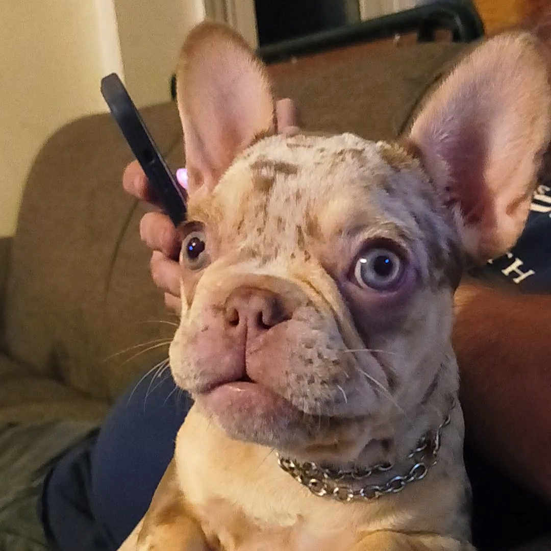 Ginger joined the competition — help win amazing prizes! animal, brown_spots, chain_collar, close_up, couch, dog, ears, french_bulldog, fur, hand, home, indoor, nose, paw, person, pet, relaxed, smartphone, whiskers, wide_eyes