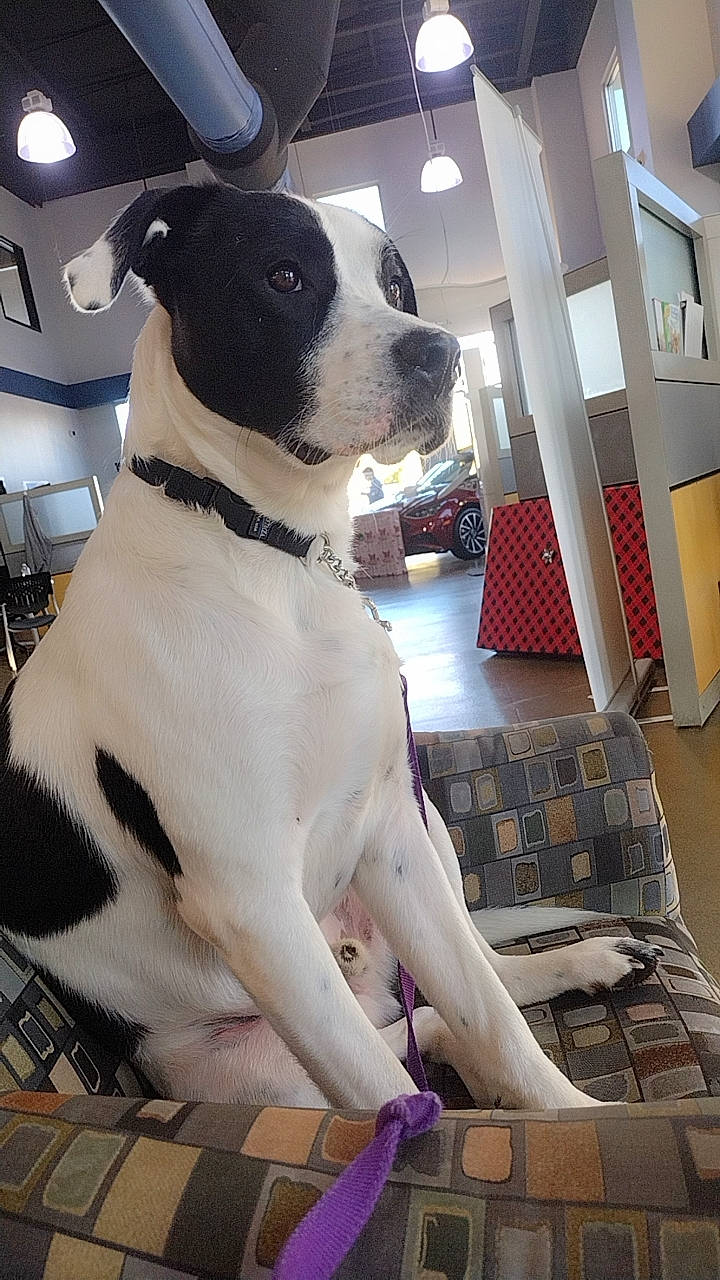 Douglas is registered to the contest to win money with this photo: canidae, carnivore, collar, companion_dog, dog, dog_breed, dog_collar, dog_supply, fawn, flooring, fur, human_leg, non_sporting_group, pet_supply, snout, sporting_group, white, window, working_animal