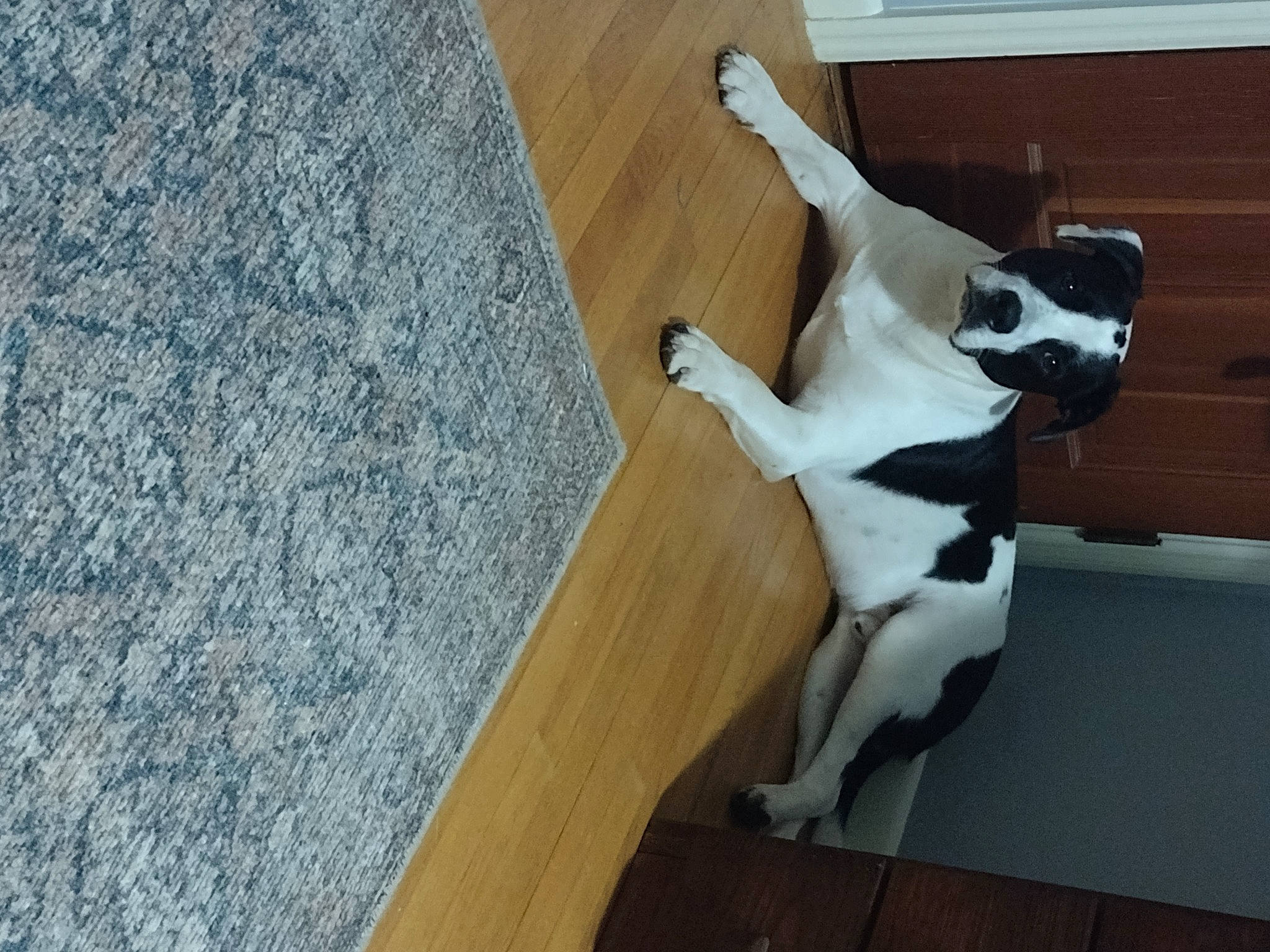 Douglas joined the competition — help win amazing prizes! art, canidae, carnivore, comfort, companion_dog, dog, dog_breed, fawn, felidae, floor, flooring, fur, grey, hardwood, small_to_medium_sized_cats, snout, sporting_group, tail, wood, working_animal