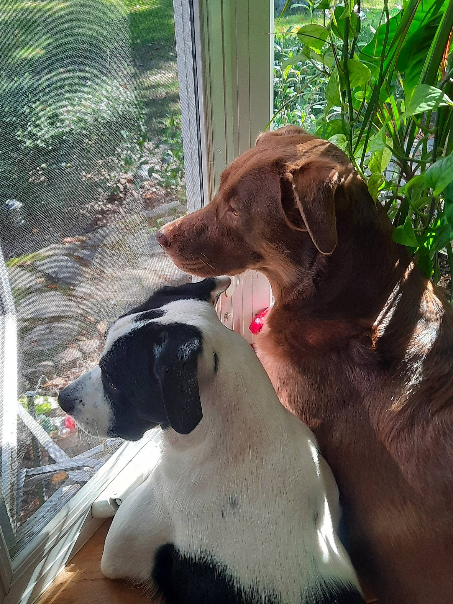 Douglas joined the competition — help win amazing prizes! canidae, carnivore, collar, companion_dog, dog, dog_breed, dog_collar, dog_supply, fawn, gun_dog, leash, liver, pet_supply, plant, pointing_breed, retriever, snout, sporting_group, tail, working_animal