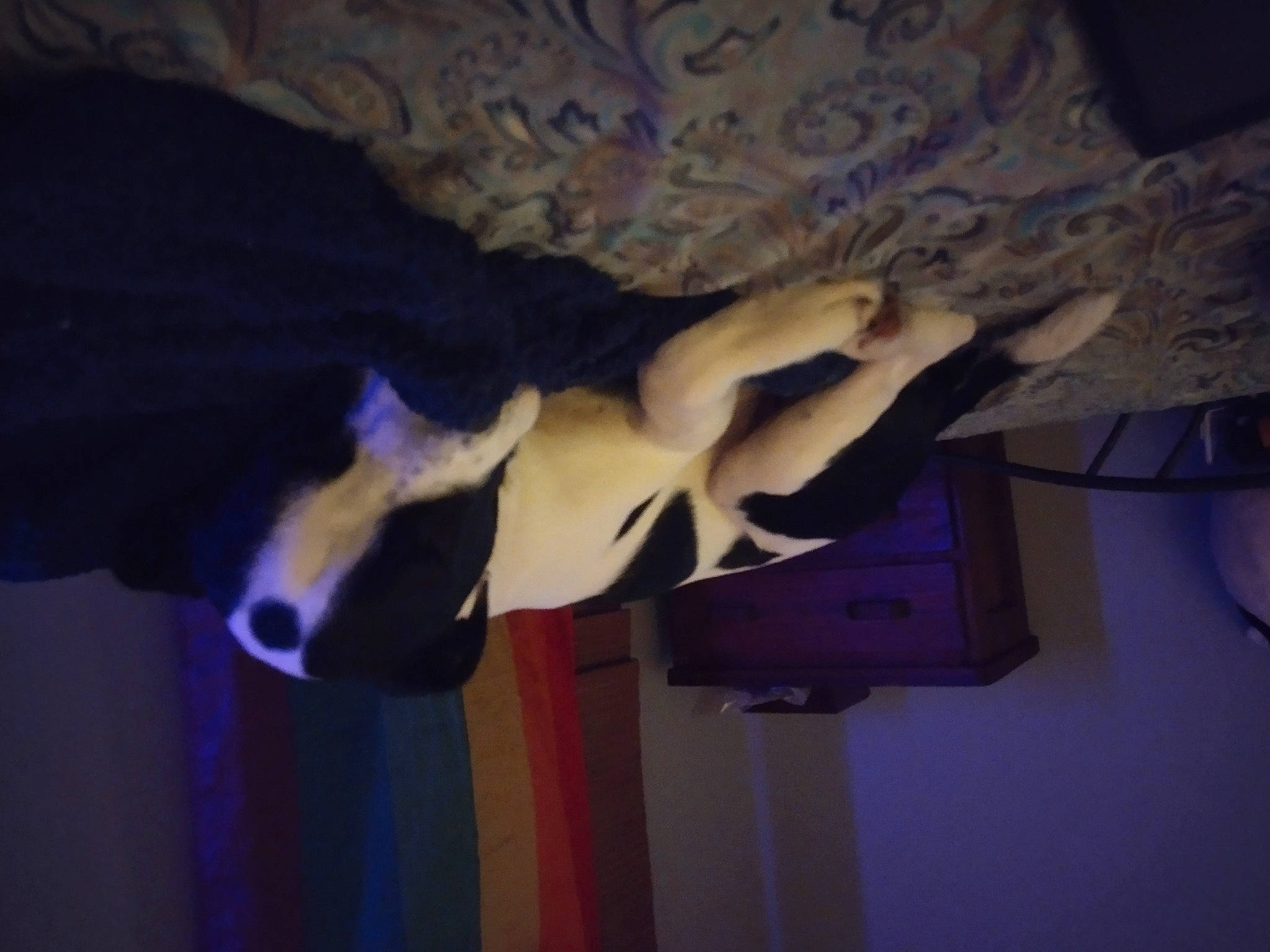 Douglas joined the competition — help win amazing prizes! adventure, companion_dog, darkness, dog_breed, elbow, electric_blue, fawn, fur, gesture, human_body, human_leg, knee, purple, room, tail, thigh, tree, trunk, visual_arts, wing