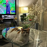 Mia joined the competition — help win amazing prizes! cat, calico_cat, glass_table, living_room, television, weather_forecast, lamp, plant, decor, carpet, furniture, indoor, reflection, relaxing, pet, cozy, home, animal, table, resting