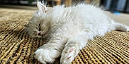 Upper a rejoint le concours — aidez-le/la à gagner de superbes lots ! animal, cat, closeup, cozy, cute, domestic, feline, fluffy, indoor, kitten, paw, pet, relaxation, resting, rug, sleeping, soft, texture, whiskers, white_fur