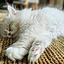 animal, cat, closeup, cozy, cute, domestic, feline, fluffy, indoor, kitten, paw, pet, relaxation, resting, rug, sleeping, soft, texture, whiskers, white_fur