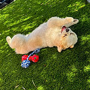 Biscotte participe au concours pour gagner de l'argent avec cette photo : adorable, animal, canine, cute, daylight, dog, fluffy, fun, grass, greenery, happy, nature, outdoor, pet, playful, puppy, relaxing, summer, sunlight, toy