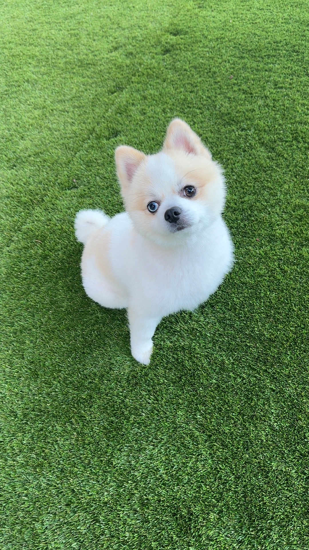 Biscotte a rejoint le concours — aidez-le/la à gagner de superbes lots ! dog, puppy, fluffy, grass, outdoor, cute, pet, animal, white, brown, heterochromia, small, sitting, fur, nature, adorable, companion, friendly, curious, looking_up