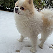 Biscotte participe au concours pour gagner de l'argent avec cette photo : dog, pomeranian, snow, outdoor, fluffy, animal, pet, winter, curious, garden, hedge, fur, small_dog, nature, canine, walking, cold, cute, white, beige